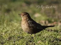 Merel [Turdus merula]